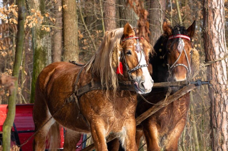 Zakopane: Horse-Drawn Rides With Local Guide & Food Tasting - Activity Overview and Pricing