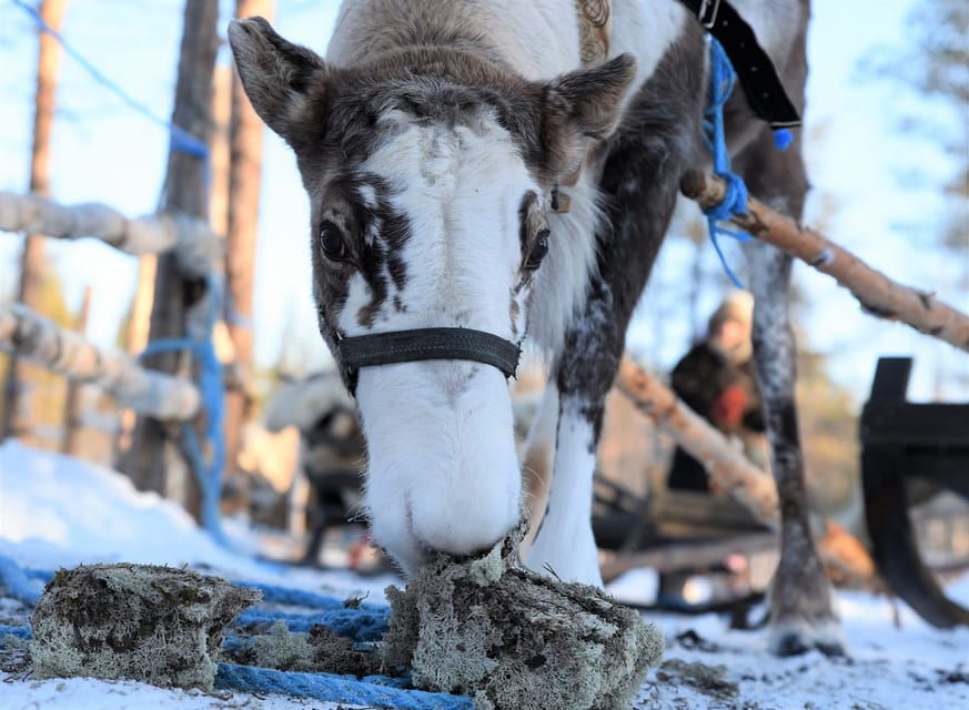 Levi: 3km Reindeer Sleigh Ride in the Forest at Night - Overview of the Sleigh Ride
