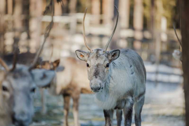 Rovaniemi: Reindeer Farm Visit With Sleigh Ride - Overview of the Experience