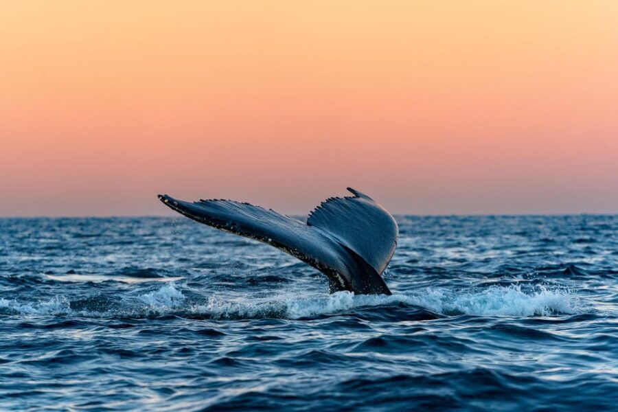 From Tromsø: Whale Watching Safari on High-Speed Catamaran - Activity Overview