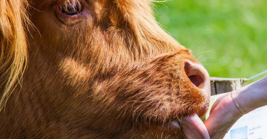 Isle of Arran: Self Guided Farm Experience
