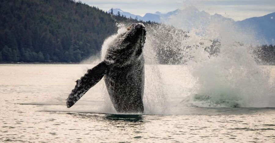Juneau: Mendenhall Glacier Waterfall & Whale Watching Tour