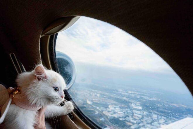 【Tokyo to Osaka】Japan Domestic Private Jet Transfer - Privacy and Convenience