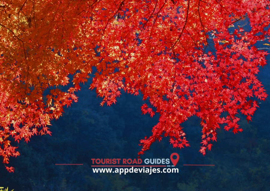 Arashiyama Self Guided Tour App Multilingual Audio Guide - Tour Overview and Highlights