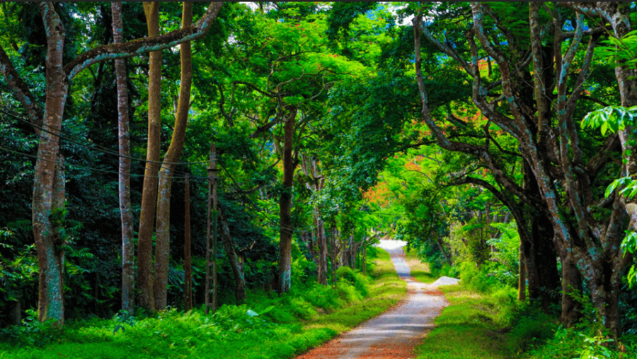 From Hanoi: Adventure In Cuc Phuong Forest & Watch Fireflies