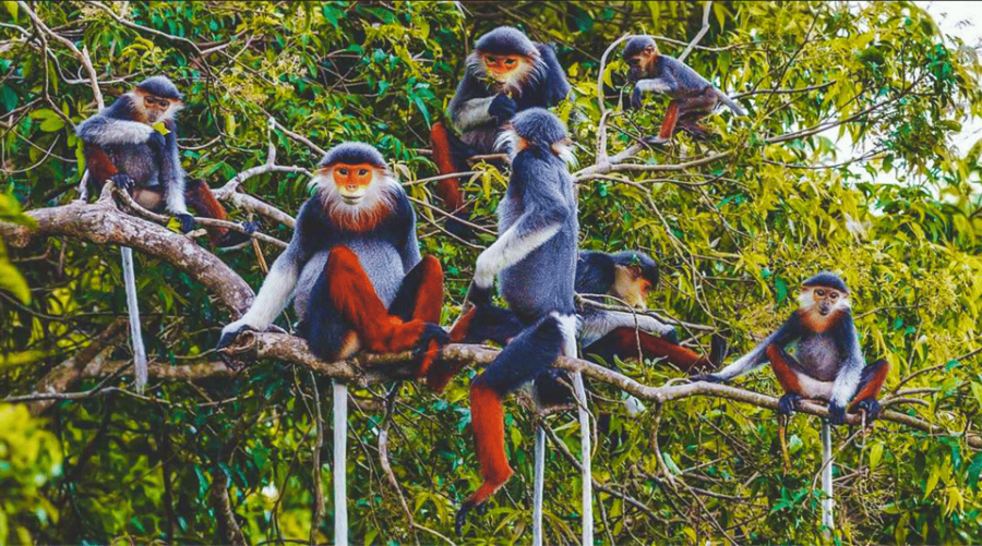 From Hanoi Watch Wild Animals & Firefly Forest In Cuc Phuong