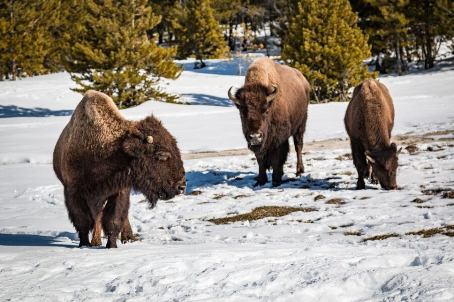 Jackson: Yellowstone Snowcoach Tour to Old Faithful - Tour Overview