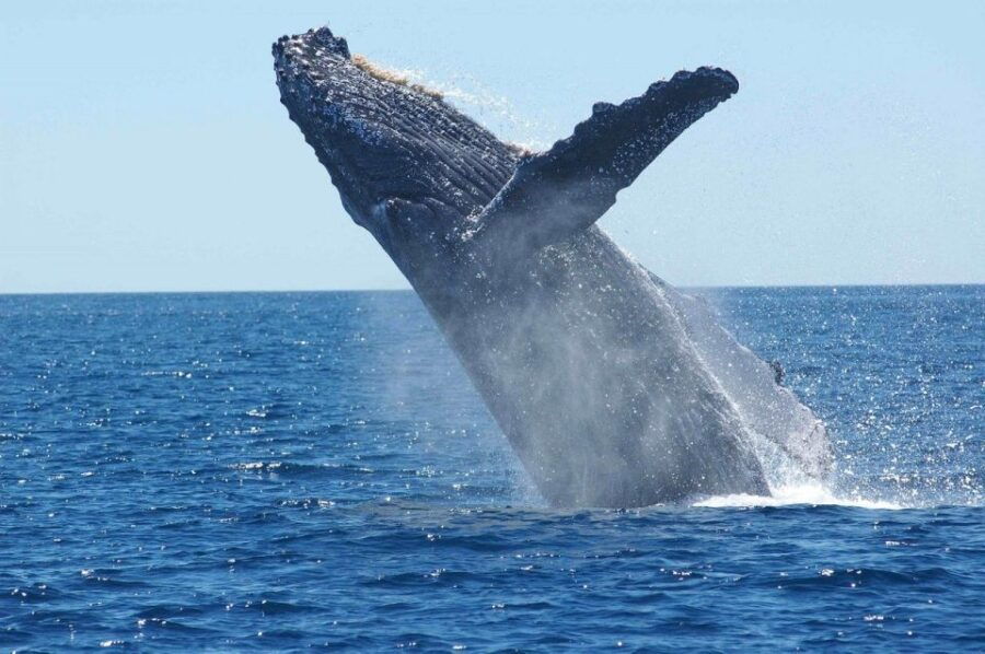 Juneau: Whale Watching and Mendenhall Glacier Day Trip