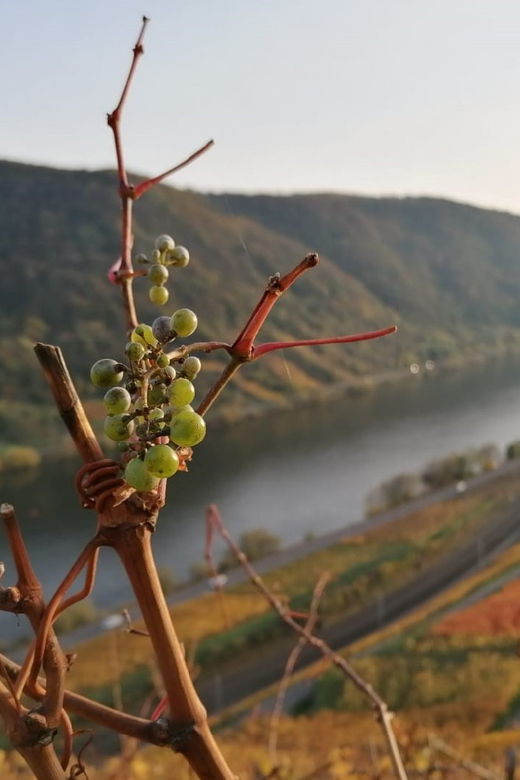 Koblenz: The Living Vineyard, Nature & Wine Enjoyment - Overview of the Experience