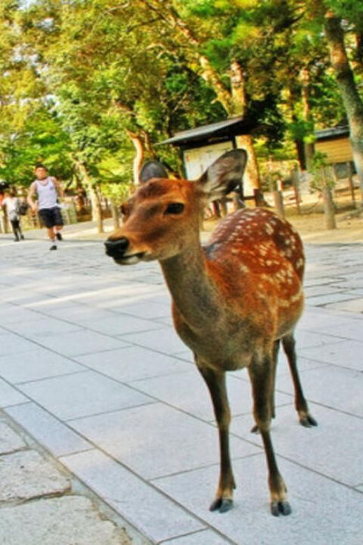 Nara Attractive Tour - Inclusions