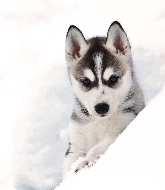 Pyhä Tunturi: Husky Safari Including Farm Visit - Overview of the Husky Safari