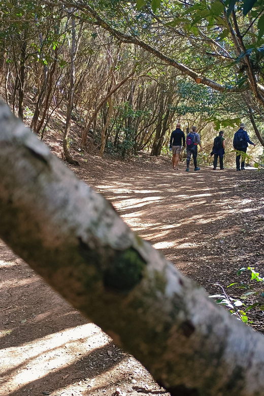 Tenerife: Hiking Anaga, Magical Forest