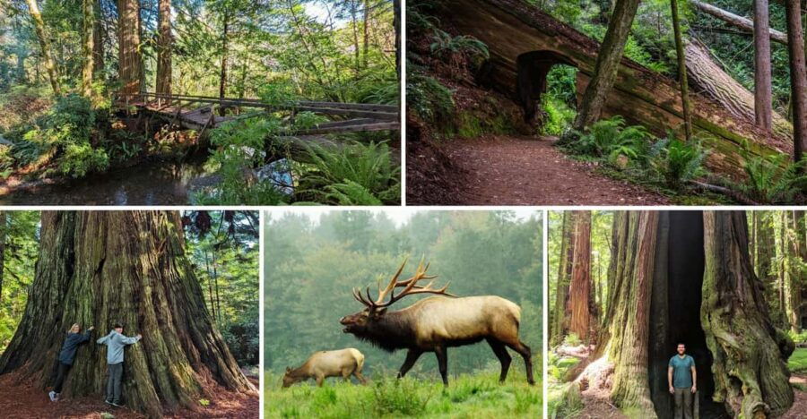 Wonder of the Redwoods – Prairie Creek State Park