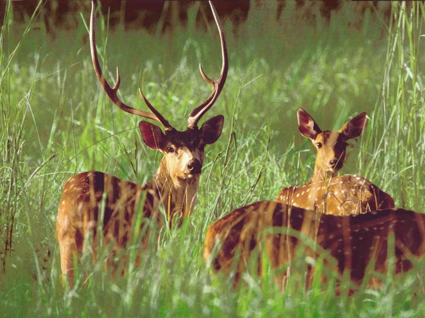 2 Night 3 Days Chitwan Jungle Safari Tour