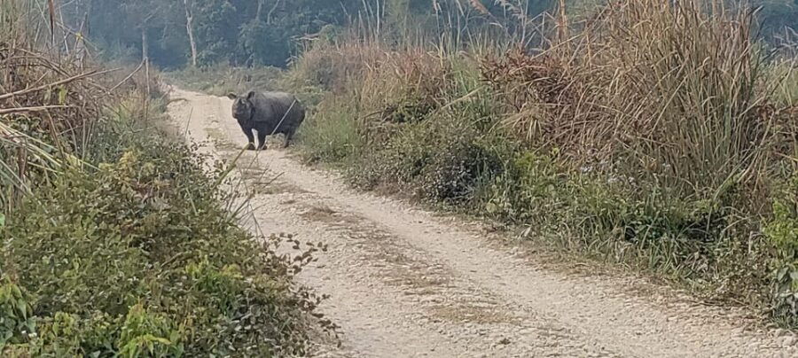 2 Night 3 Days Safari Tour in Chitwan National Park