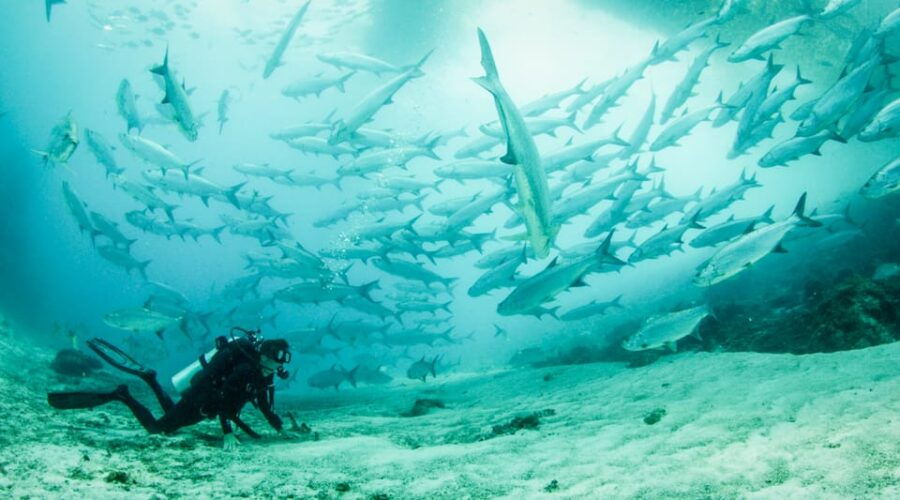 2 Tanks Local Dives at the Marine Park in Xcalak - Activity Overview