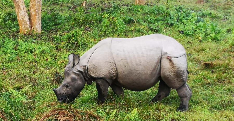 3-Day Chitwan National Park Jungle Safari Tour Kathmandu: