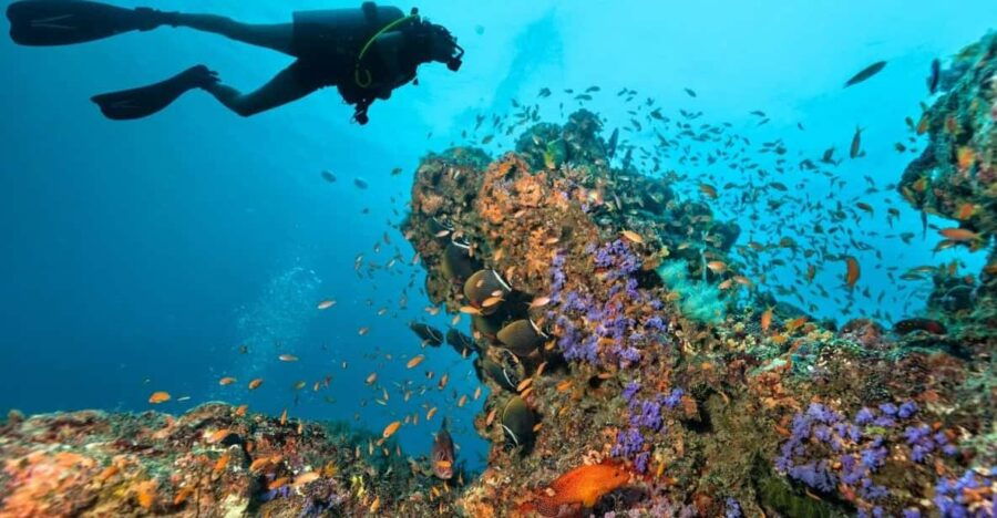 3 Fun Dives for Certified King Cruiser Wreck and Koh Dok Mai