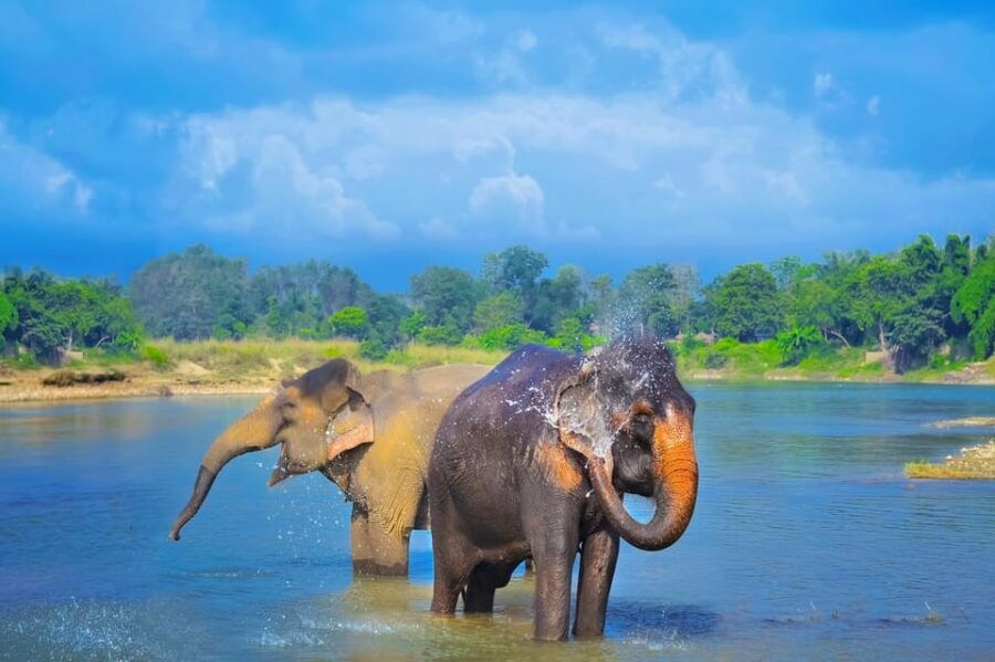 3 Nights 4 Days Chitwan National Park With Tower Night Stay