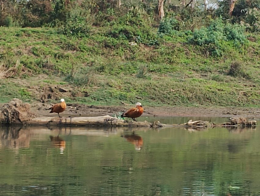 3 Nights 4 Days Chitwan National Park With Tower Night Stay