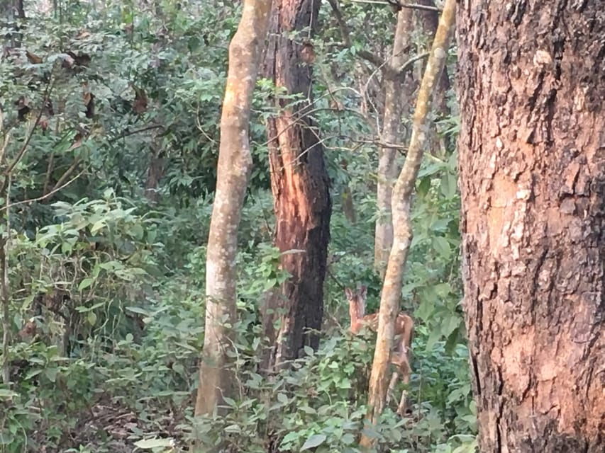 3 Nights 4 Days Chitwan National Park With Tower Night Stay - Tour Overview and Pricing