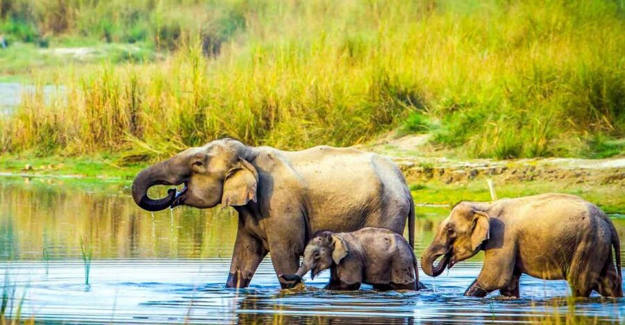 3 Nights Chitwan Jungle Adventures From Kathmandu