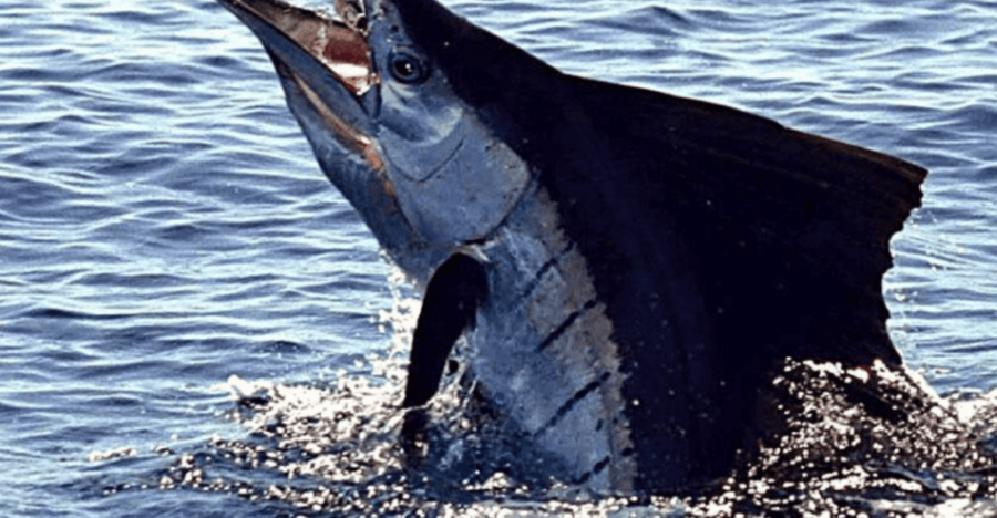 Acapulco: Private Fishing Experience - Overview and Pricing