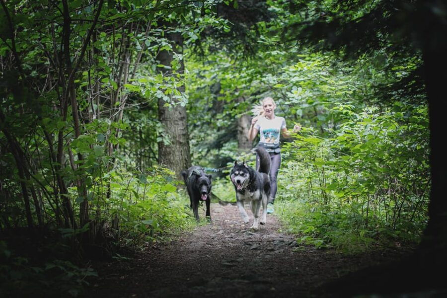 Adventure Tours With Dogs in Beskid Wyspowy – Hike