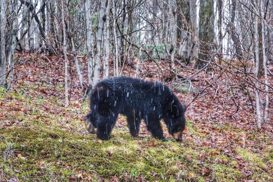 Algonquin Park Hiking: Adventure Tour From Toronto - Tour Overview