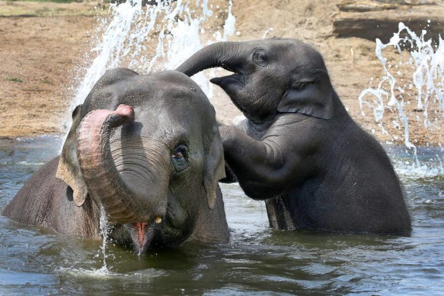 Amsterdam: ARTIS Royal Zoo and ARTIS Groote Museum Ticket - Ticket Details and Pricing