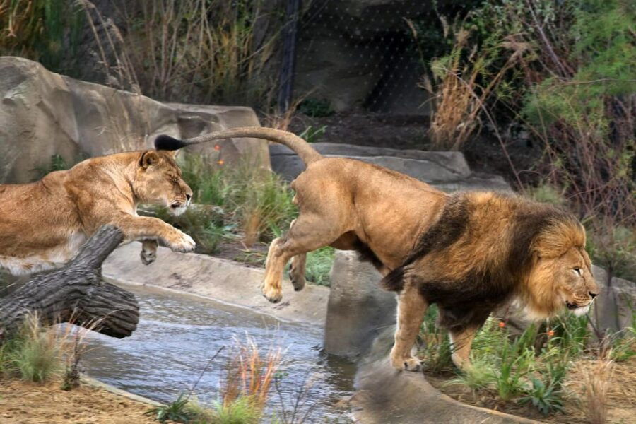 Amsterdam: Artis Royal Zoo & ARTIS-Micropia Combo Ticket - Discover the Artis Royal Zoo
