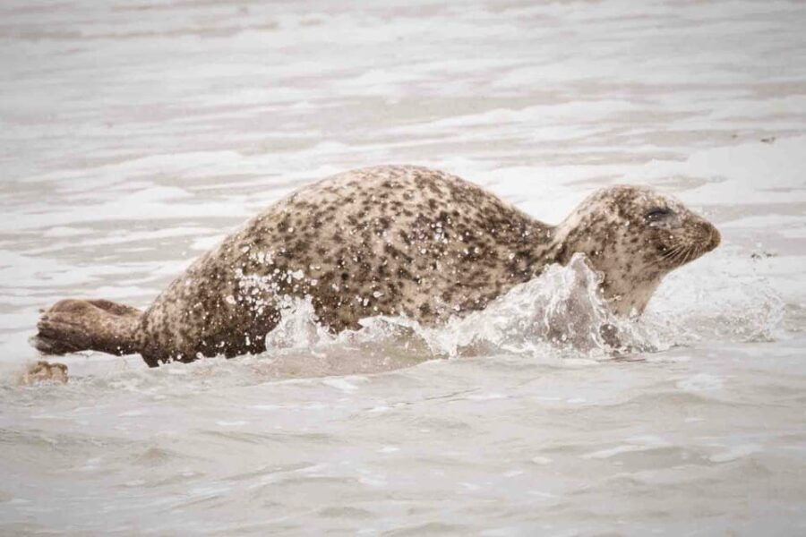 Amsterdam: Half-Day Seal Safari at Waddensea UNESCO Site