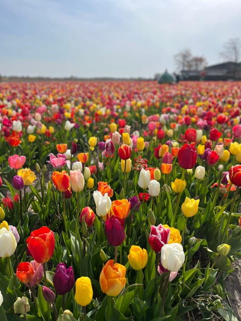 Amsterdam: Keukenhof and Tulip Fields Private Day Trip