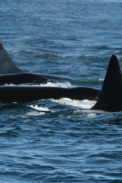 Anacortes: Whale Watching Adventure Tour