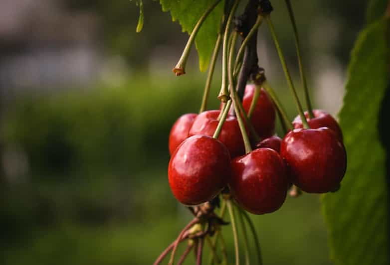 Aylesford: Cherry Festival