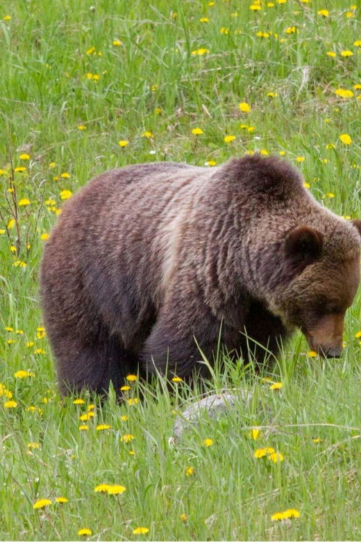 Banff: 2-Day Banff Lake Louise & Yoho N.P. Tour
