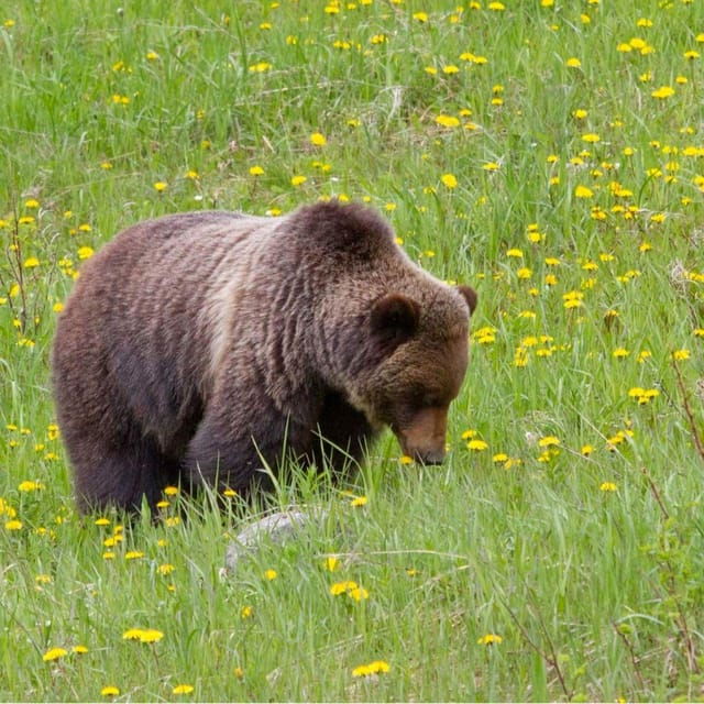 Banff: Private Lake Louise & Johnston Canyon Day Tour - Tour Overview
