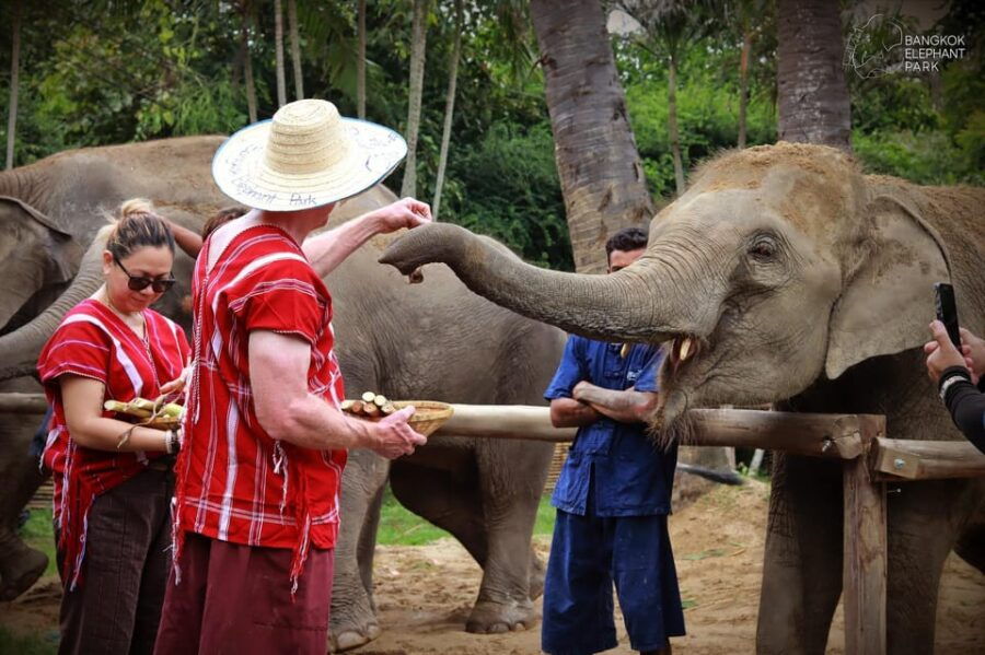 Bangkok Elephant Park: Half-Day Elephant Care - Overview of the Experience