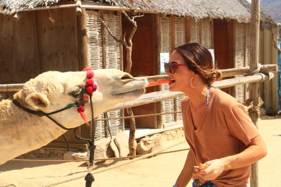 Beach UTV & Camel Ride COMBO in Cabo by Cactus Tours Park