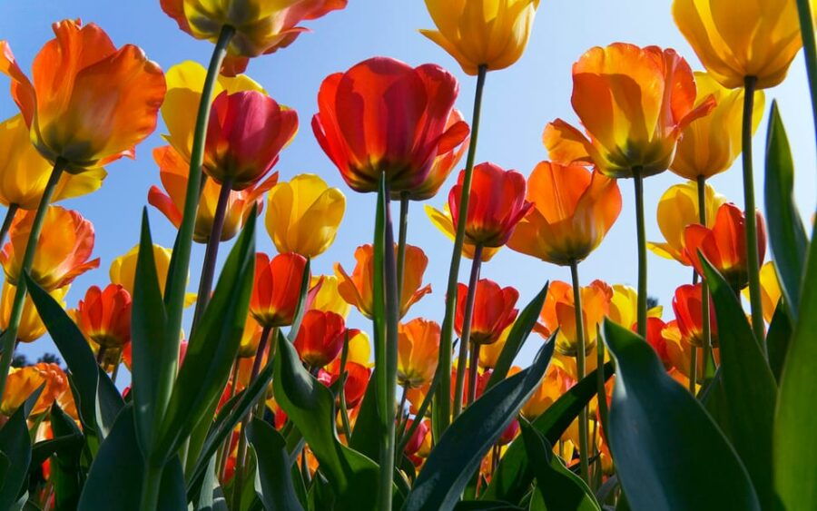 Brussels: Full-day Holland Guided Keukenhof & Windmills Tour