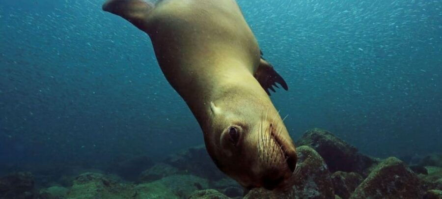 Cabo San Lucas: Discover Scuba Diving Experience - Experience Overview
