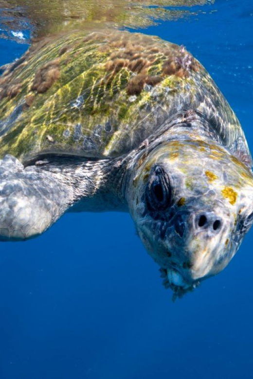 Cabo San Lucas: Open Ocean Snorkel