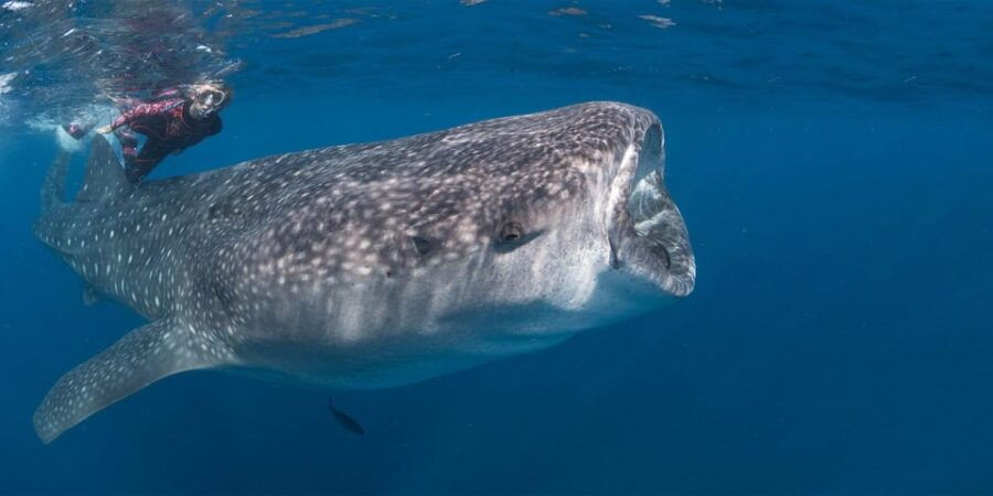 Cabo San Lucas: Snorkel With Whale Sharks