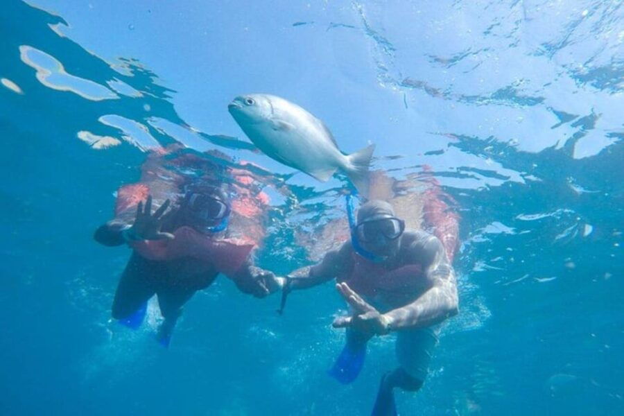 Cabo San Lucas: Snorkeling and Sailing Cruise With Lunch - Activity Overview and Pricing