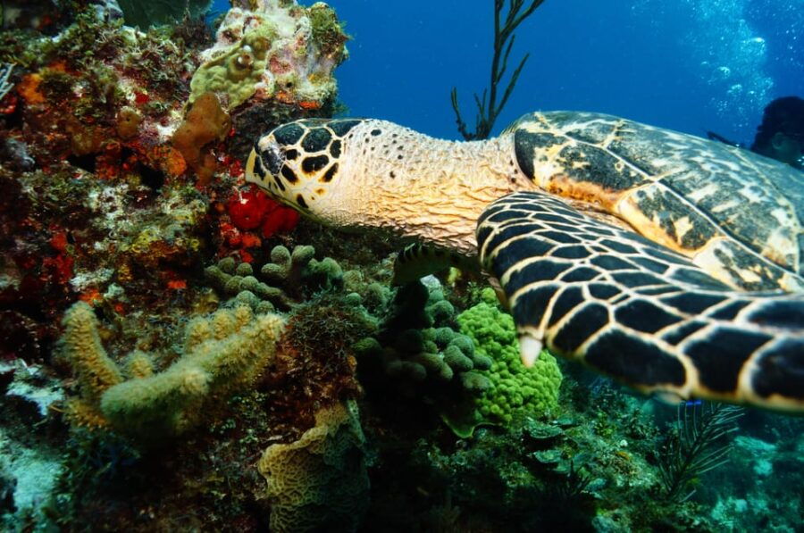 Cancun Discover Scuba Diver Dsd)