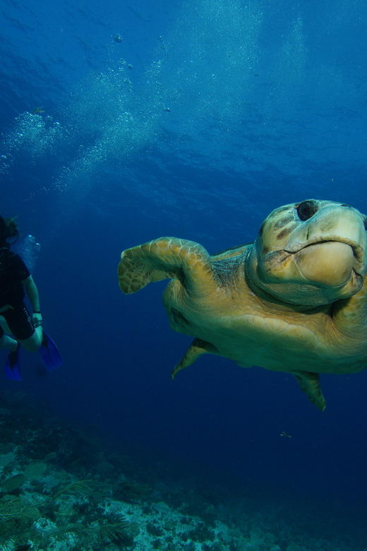 CANCUN: FIRST TIME DIVERS CANCUN