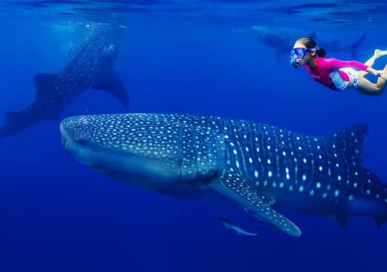 2 Best Whale Watching Experiences In Punta Sam