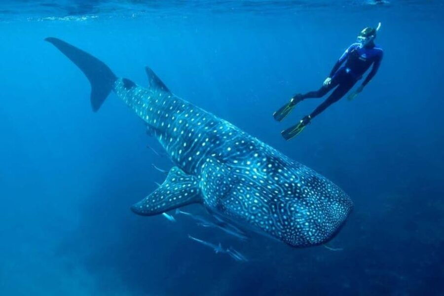 Cancun: Swim With Whale Sharks
