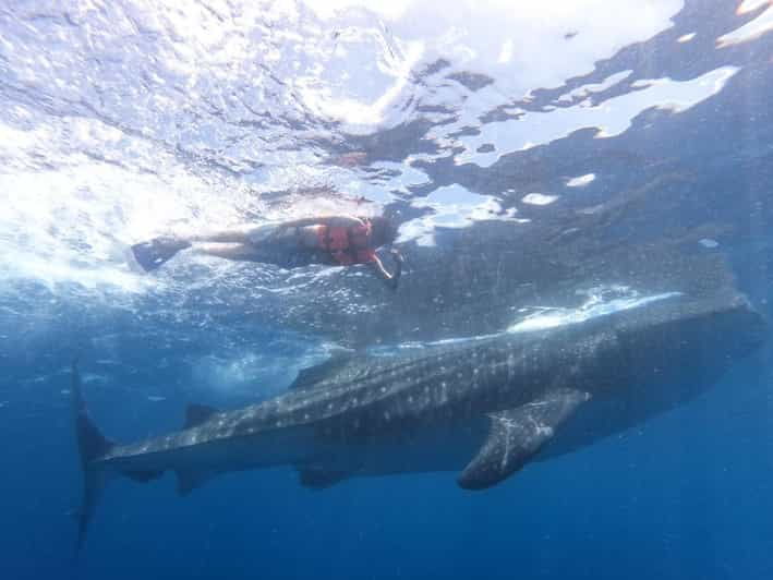 Cancun Whale Shark Adventure Tour