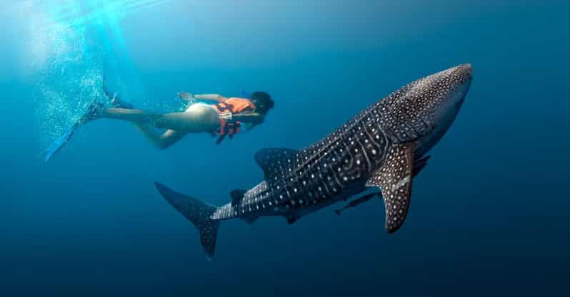 Cancun Whale Shark Experience With Snorkel & Transportation